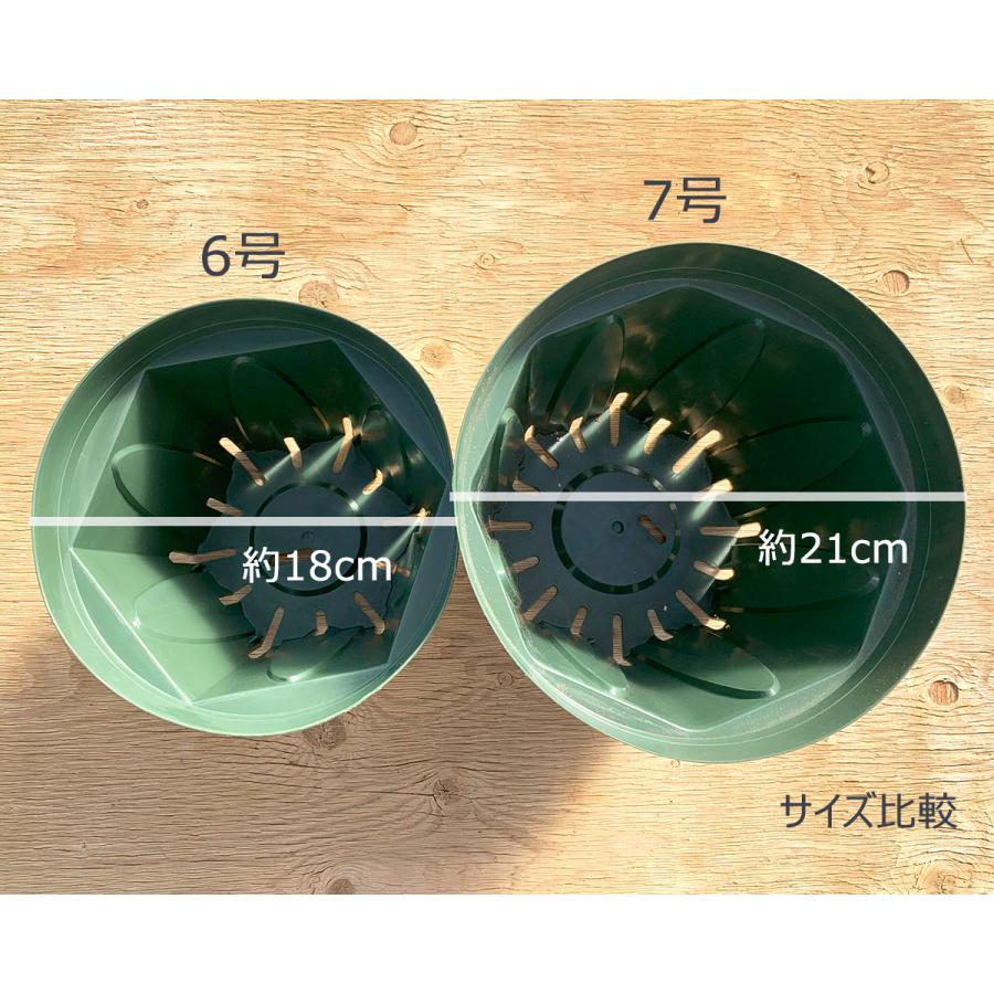 同梱専用　中国清朝時代辰砂大鉢　幅約23.2㎝ タヒチ　東さ7-0708☆2F スイレン鉢（陶器製睡蓮鉢）TS22-003中(直径35cm×高さ13cm） の