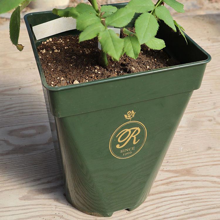 THE ROSE SHOP オリジナル7号角鉢 (あすつく対象) : バラ専門店 ザ