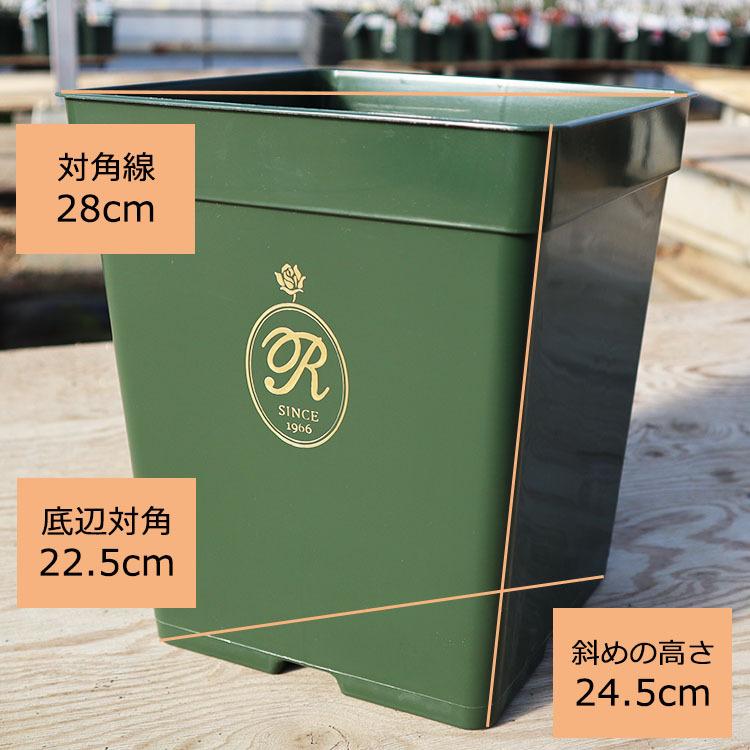陶器製　ローズ　バス用品5点セット　principe THE ROSE SHOP オリジナル8号角鉢 5鉢セット (あすつく対象) : バラ