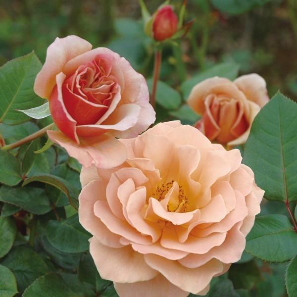 予約苗 バラ苗 カフェラテ (大苗) ハイブリッドティー 四季咲き 大輪