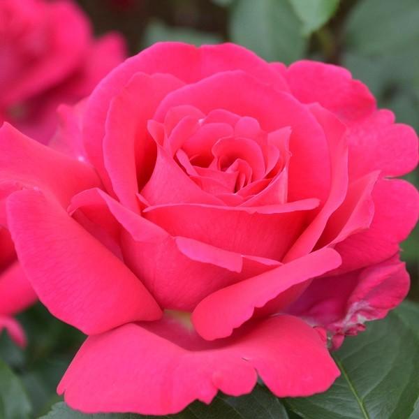 予約苗 バラ苗 王妃アントワネット (大苗) ハイブリッドティー