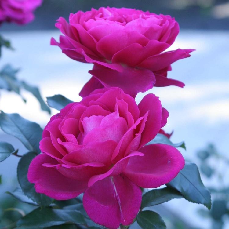 マリーアントワネット　大輪のピンクの薔薇　金額縁 マリーアントワネット 大輪のピンクの薔薇 金額縁 マリー