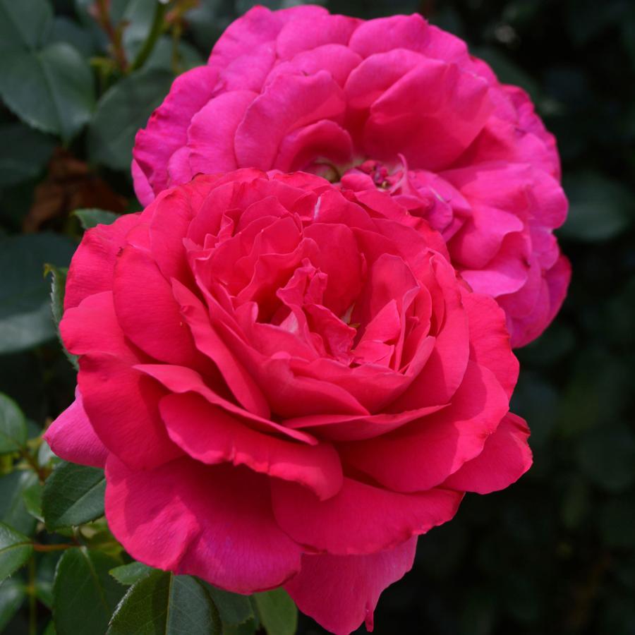 和薔薇大き苗 楽天市場】四季咲き強健バラ苗 【ザ メイフラワー】 2年生大苗