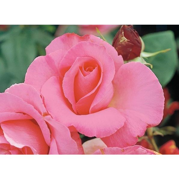 バラ苗 ザマッカートニーローズ (アウトレット苗) ハイブリッドティー