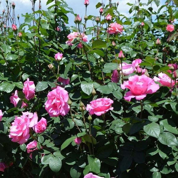 バラ苗 ザマッカートニーローズ (アウトレット苗) ハイブリッドティー