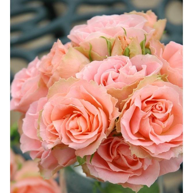 薔薇苗 ロマンティックな強健 バラ苗 バラ苗 ロマンティックレース (新苗) フロリバンダ 四季咲き 中輪