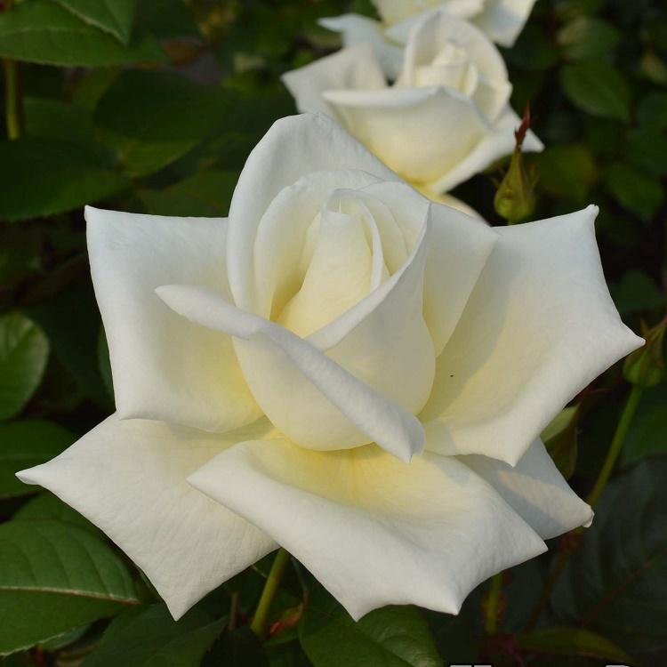 予約苗 バラ苗 オスカルフランソワ (大苗) ハイブリッドティー