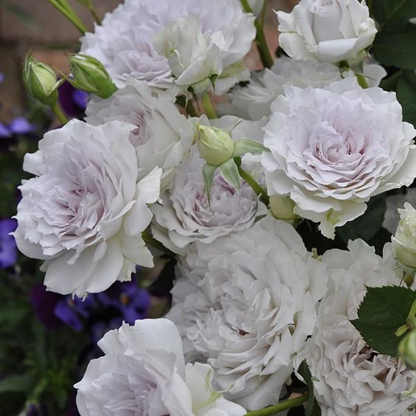 予約苗 バラ苗 ガブリエル (大苗裸苗) シュラブ 半つる性 四季咲き 中