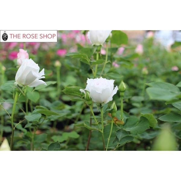 予約苗 バラ苗 ガブリエル (大苗裸苗) シュラブ 半つる性 四季咲き 中