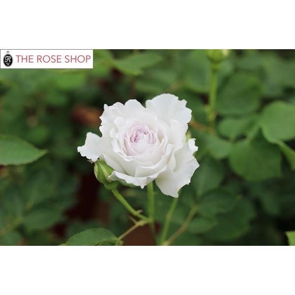 予約苗 バラ苗 ガブリエル (大苗裸苗) シュラブ 半つる性 四季咲き 中