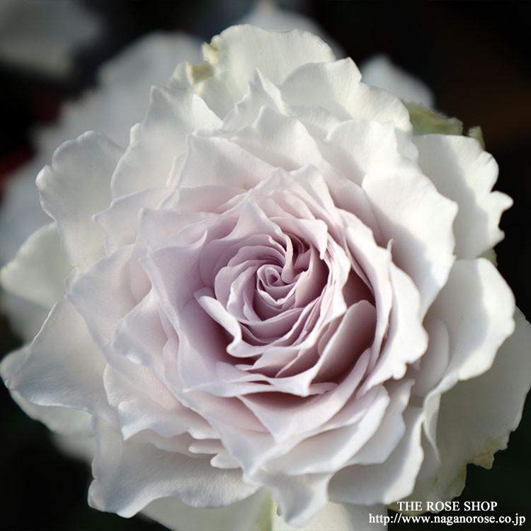 バラ苗　ガブリエル　正規品 バラ苗【中苗】ガブリエル 国産苗 6号鉢植え品［農林水産省 登録品種