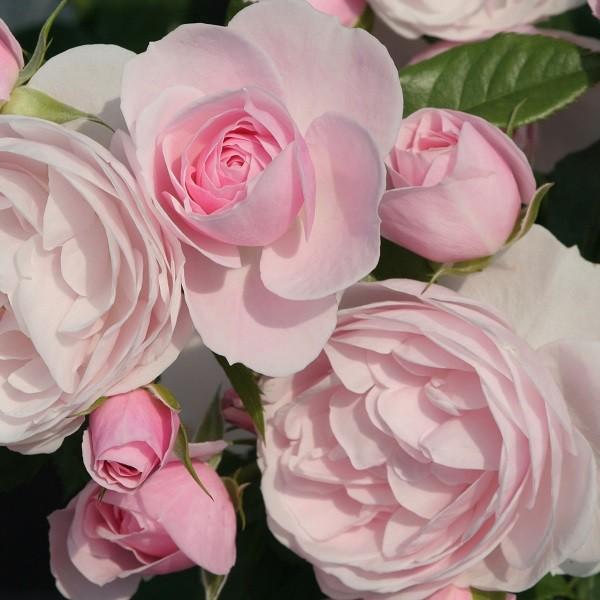 予約苗 バラ苗 ハンスゲーネバイン (大苗) シュラブ 半つる性 四季咲き