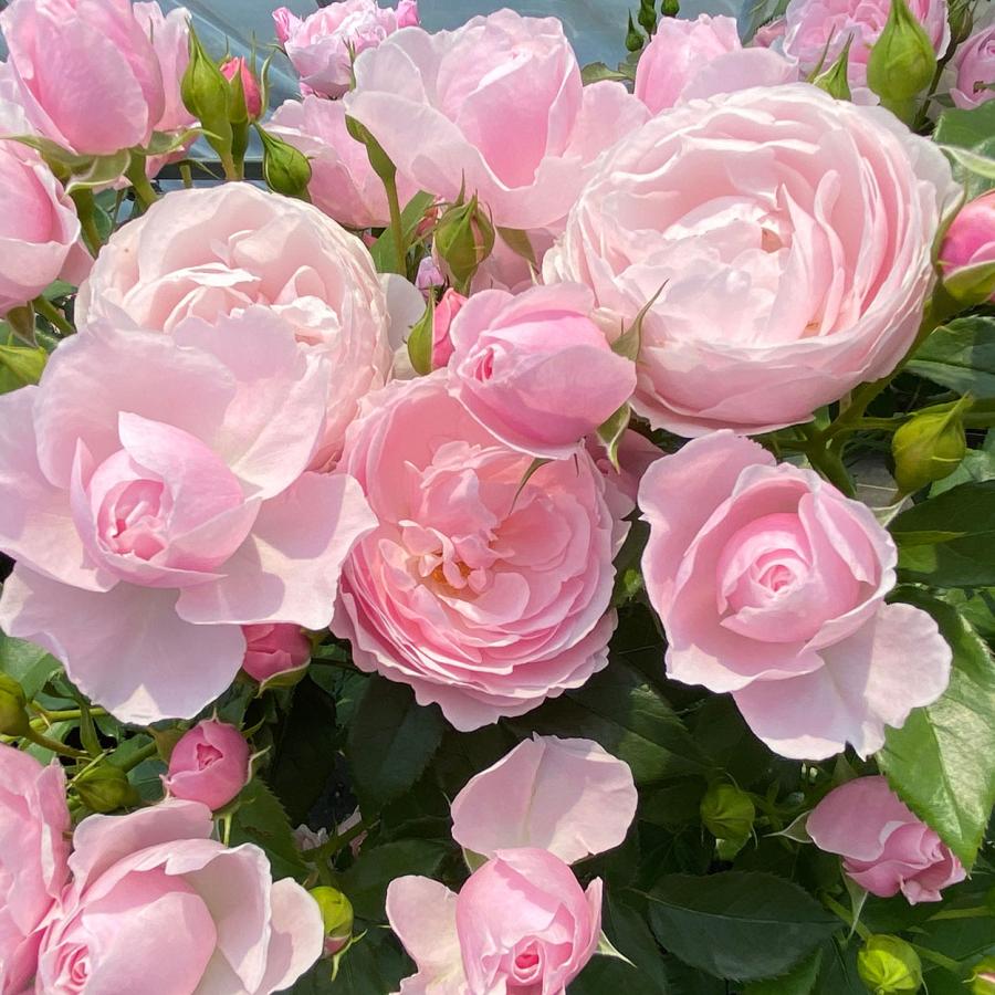 予約苗 バラ苗 ハンスゲーネバイン (大苗) シュラブ 半つる性 四季咲き