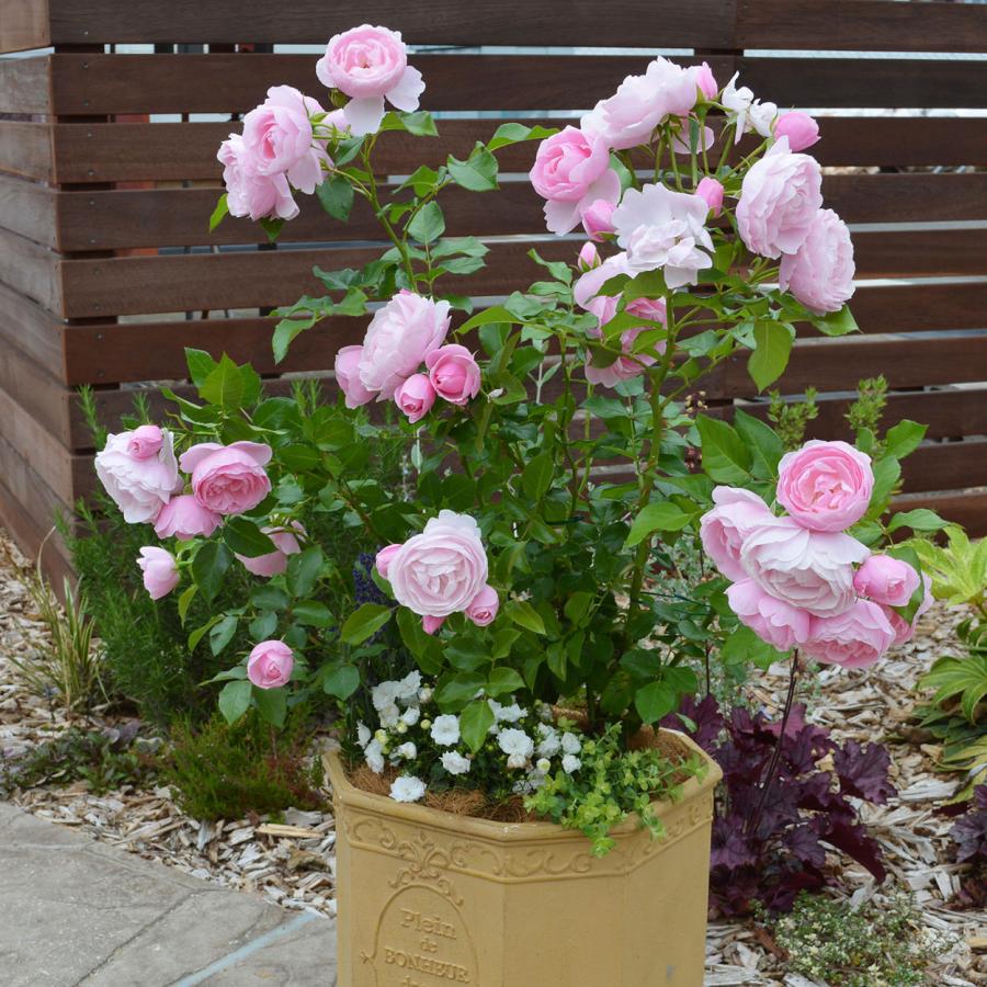 ss 写楽　宿根草　スリット鉢　苗　鉢　バラ　薔薇 6号スリット鉢（18センチ） | THE ROSE SHOP｜バラ専門店 ザローズ