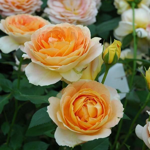 バラ苗 キャラメルアンティーク (大苗) ハイブリッドティー 四季咲き