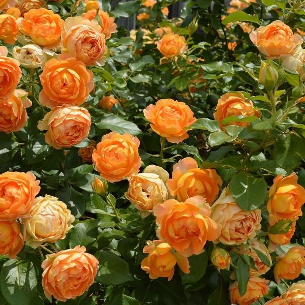 予約苗 バラ苗 ハニーキャラメル (大苗) フロリバンダ 返り咲き 中輪 オレンジ系 インタープランツ 国産苗 6号スリット鉢 (2026年2月上旬順次配送)