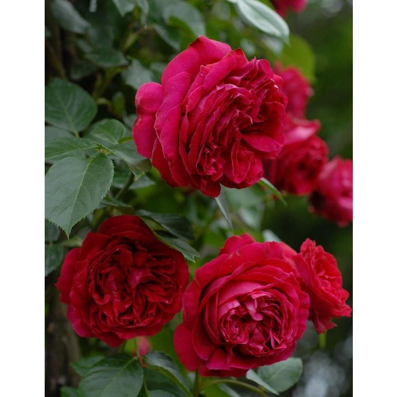 予約苗 バラ苗 ルージュピエールドゥロンサール (新苗) つるバラ