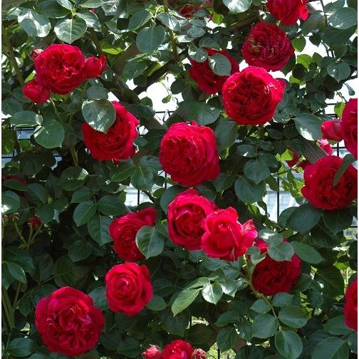 予約苗 バラ苗 ルージュピエールドゥロンサール (新苗) つるバラ