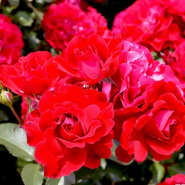 バラ苗 大苗 スーリールドゥモナリザ フロリバンダ Fl 四季咲き中輪 修景用 赤系 122 072 バラ専門店 ザ ローズショップ 通販 Yahoo ショッピング