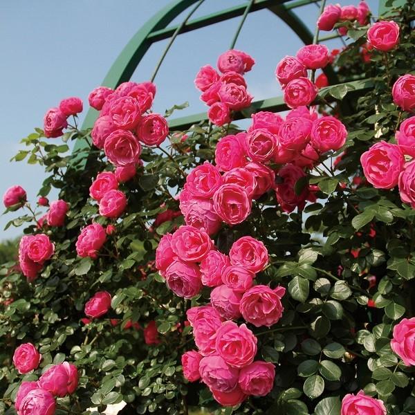 予約苗 バラ苗 ポンポネッラ (大苗) つるバラ 四季咲き 小輪 ピンク系