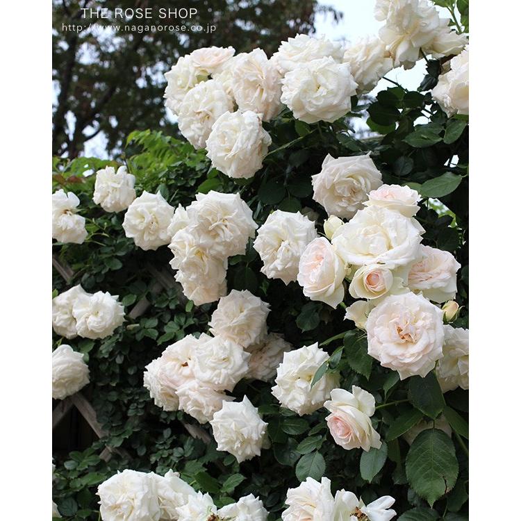 ツル薔薇 【ブラン ピェール ドゥ ロンサール】10号特大苗木最高
