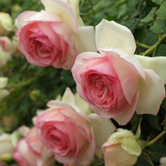 kunikuni92専用　超大苗　つるバラ　ピエール・ドゥ・ロンサール　　蕾沢山 バラ苗 ピエールドゥロンサール (アウトレット苗) つるバラ