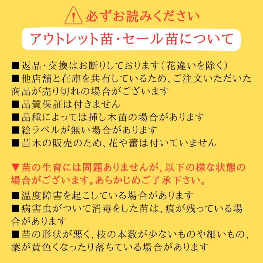 アウトレット　バラ苗　ピエールドゥロンサール　つるバラ　CL　返り咲き　複色系｜roseshop｜03