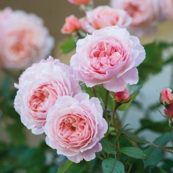 バラ苗 大苗 イングリッシュローズ アシュロップシャイアラド ピンク系 122 002 バラ専門店 ザ ローズショップ 通販 Yahoo ショッピング