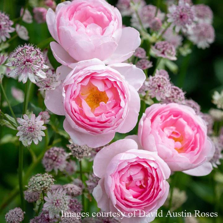 ディシラ　エベイユドゥローズ David Austin Roses - バラ苗, バラ鉢, イングリッシュローズ, つる