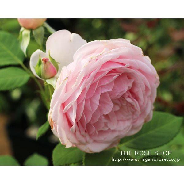 予約苗 バラ苗 大苗 イングリッシュローズ オリビアローズオースチン ピンク系 22年2月上旬順次配送 122 100 バラ専門店 ザ ローズショップ 通販 Yahoo ショッピング