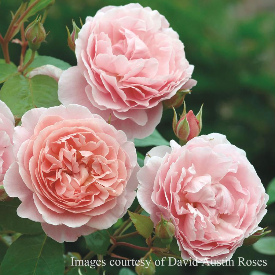 バラ苗 ストロベリーヒル (大苗) シュラブ 半つる性 返り咲き 中輪