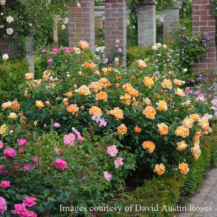 予約苗 バラ苗 レディオブシャーロット (大苗裸苗) シュラブ 半つる性