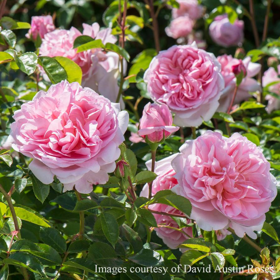 予約苗 バラ苗 ワイルドイブ (大苗) シュラブ 半つる性 返り咲き 中輪