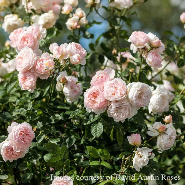 和バラニ苗 バラ苗 ジェントルハーマイオニー (大苗) シュラブ 返り咲き 中