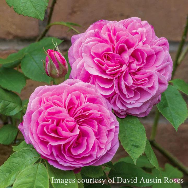 予約苗 バラ苗 ガートルードジェキル (大苗) シュラブ 返り咲き 大輪