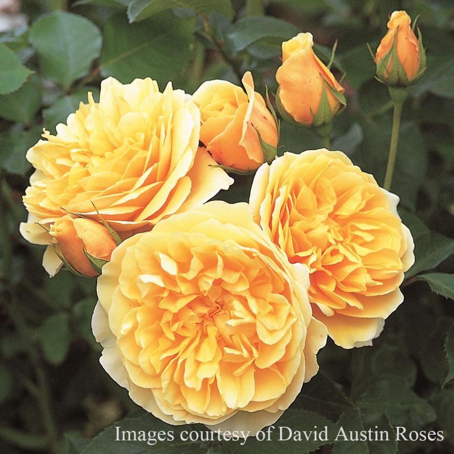 バラ苗 グラハムトーマス (大苗) シュラブ 半つる性 返り咲き 中輪