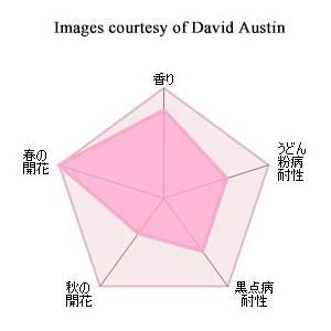 バラ苗 グラハムトーマス (大苗) シュラブ 半つる性 返り咲き 中輪 黄色系 イングリッシュローズ ER6L専用角鉢 強香 強健