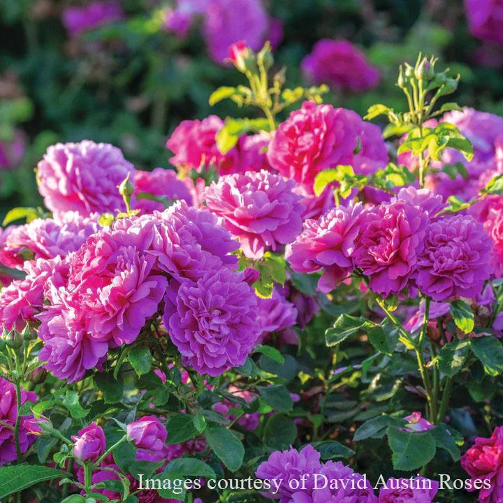 プリンセスパール　カット苗ですが、チョビ根あり　大苗 バラ大苗 ブルー・フォー・ユー 7号ロングスリット鉢 ワーナーズ