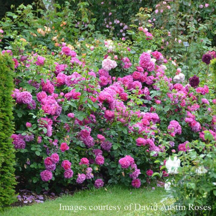 予約苗 バラ苗 プリンセスアン (大苗) シュラブ 半つる性