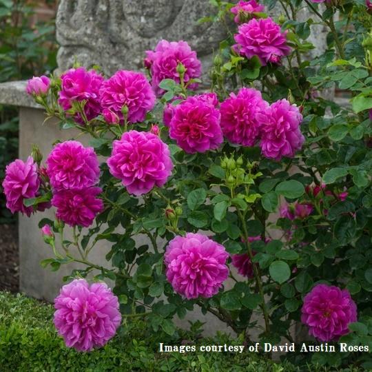 予約苗 バラ苗 大苗 イングリッシュローズ プリンセスアン ピンク系 22年2月上旬順次配送 122 049 バラ専門店 ザ ローズショップ 通販 Yahoo ショッピング