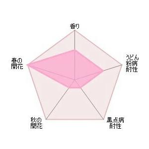 バラ苗 ロイヤルジュビリー (大苗) シュラブ 返り咲き 中大輪 ピンク系