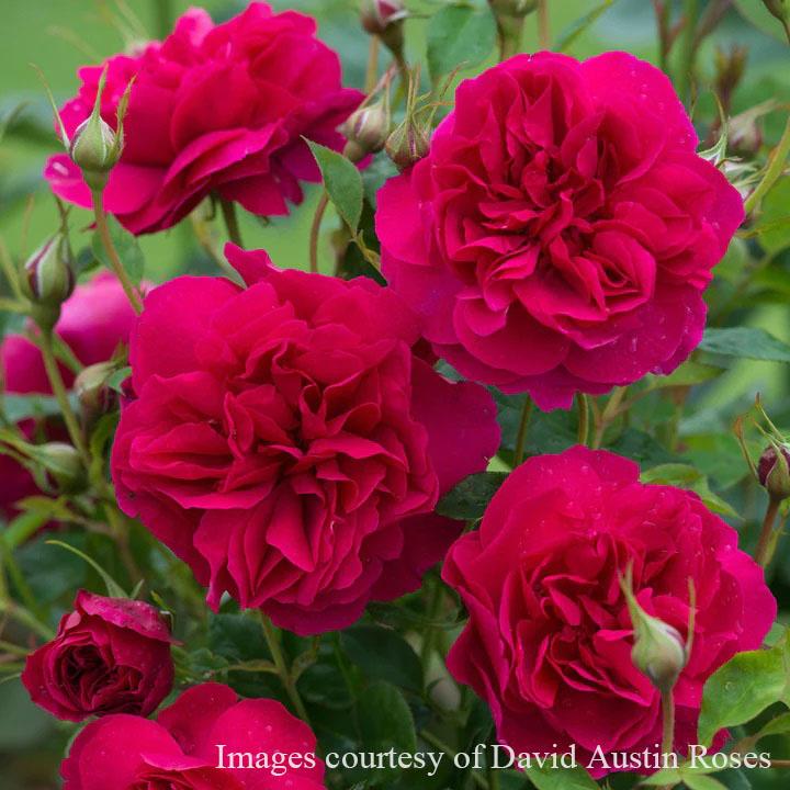 予約苗 バラ苗 トーマスエイベケット (大苗) シュラブ 半つる性