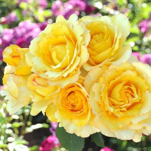 バラ苗 大苗 ドリュ ヴァンデグローブ 四季咲き大輪 黄色系 122 0280 バラ専門店 ザ ローズショップ 通販 Yahoo ショッピング