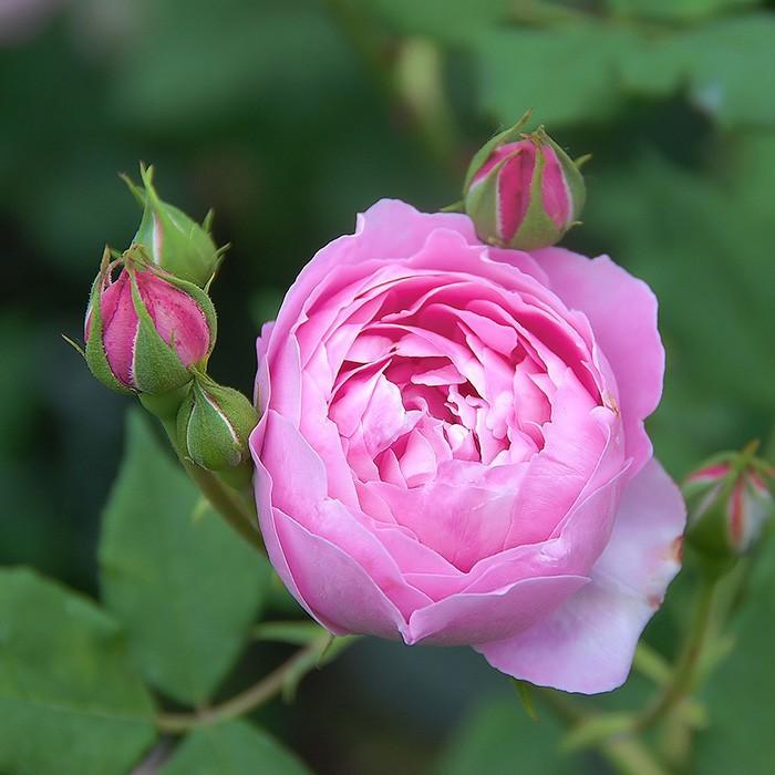切り花品種バラ苗　Victorian Drea♡ Rose バラ苗 ラレーヌヴィクトリア（ラレーヌビクトリア） (アウトレット苗