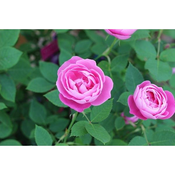 切り花品種バラ苗　Victorian Drea♡ Rose バラ苗 ラレーヌヴィクトリア（ラレーヌビクトリア） (アウトレット苗
