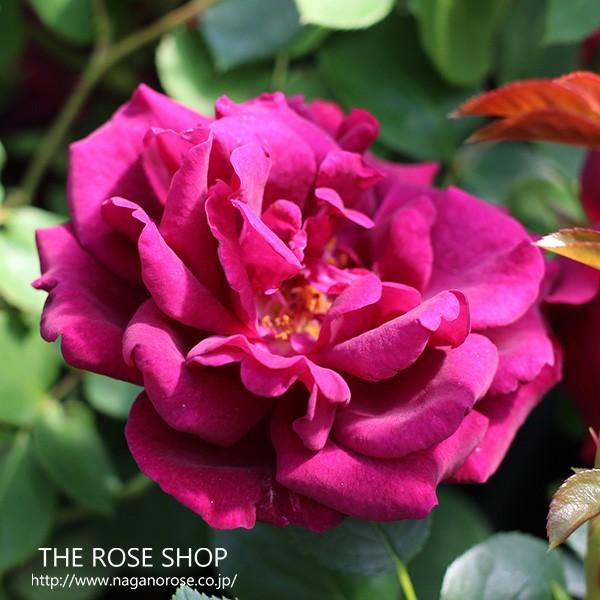 バラ苗　大苗　ルイ14世　赤系　オールドローズ（ハイブリッドパーペチュアル）｜roseshop｜03