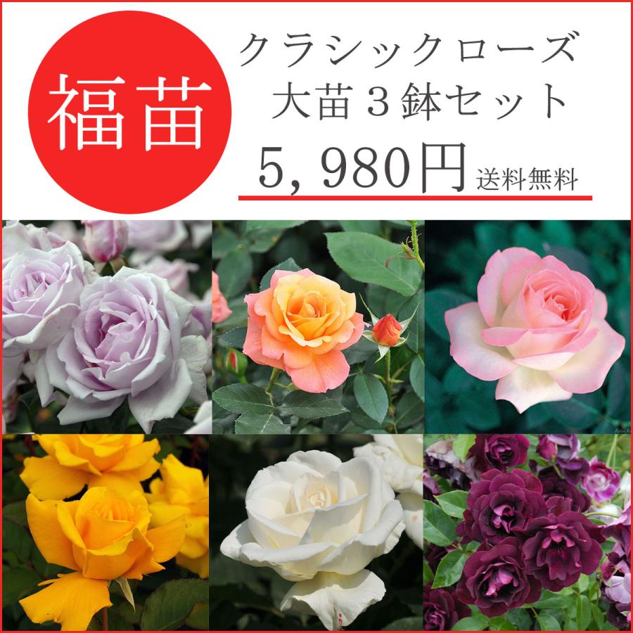 お値下げ❀いおり 庵 バラ苗 四季咲き 小中輪 希少