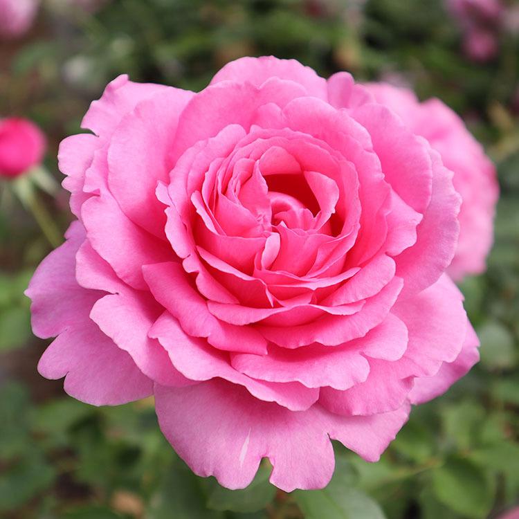 バラ苗　大苗　Rose for You　ロゼパルファム　7号専用角鉢入 ピンク系　ぼかし肥料1kg付き