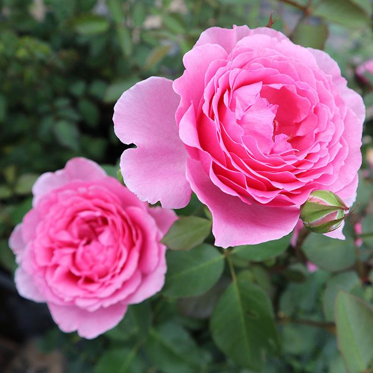 バラ苗 ロゼパルファム (大苗) ハイブリッドティー 四季咲き 大輪