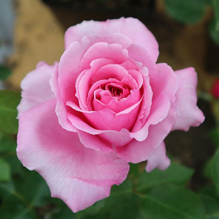 「Rose」切り花品種バラ苗　Rome♡ Rose Rose様専用」切り花品種バラ苗 Rome♡ Rose 苗